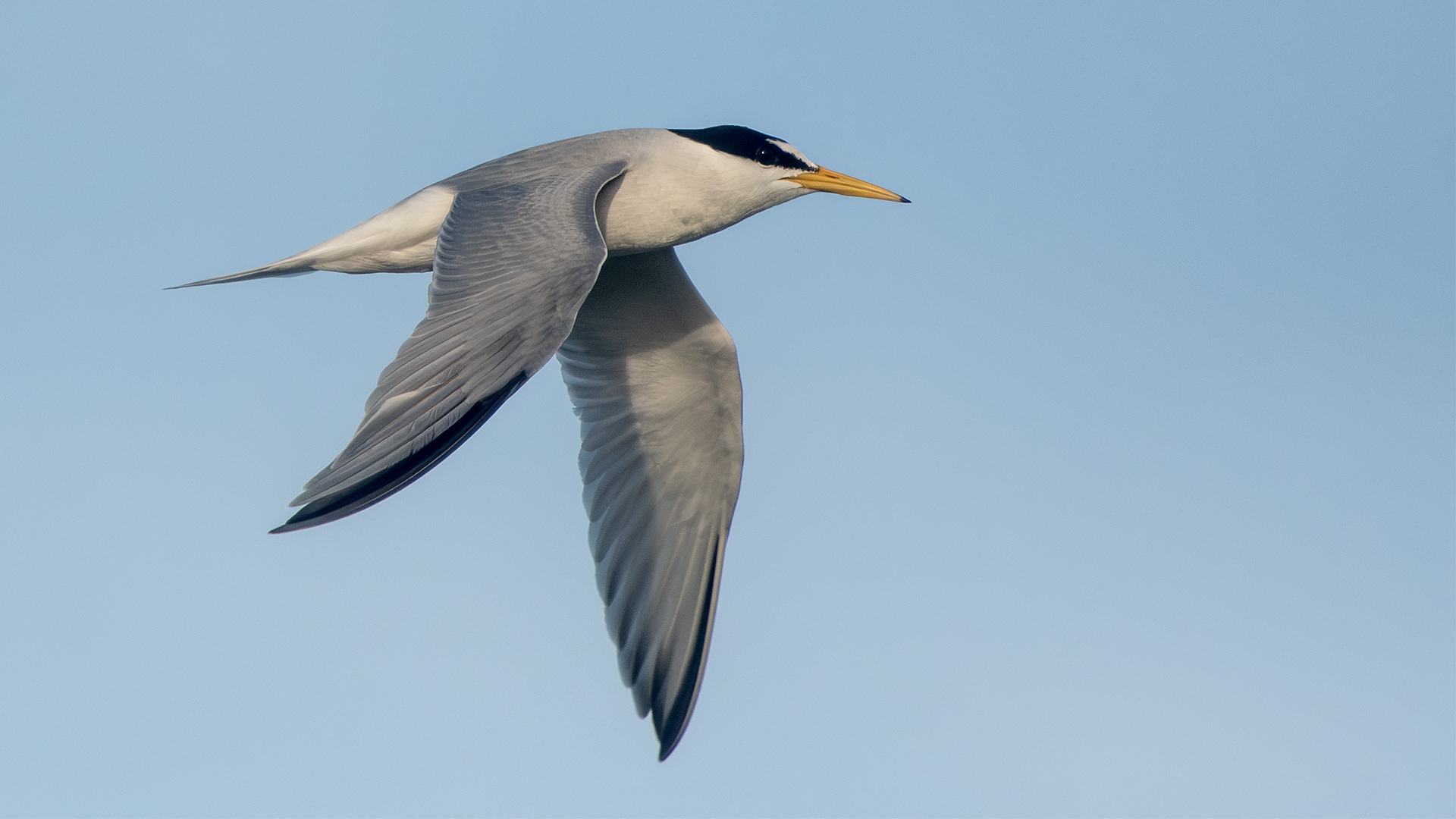 Little Tern